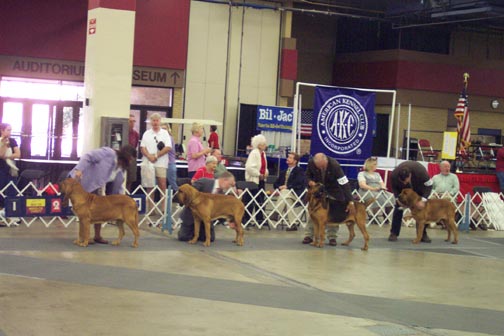 Show-Ring